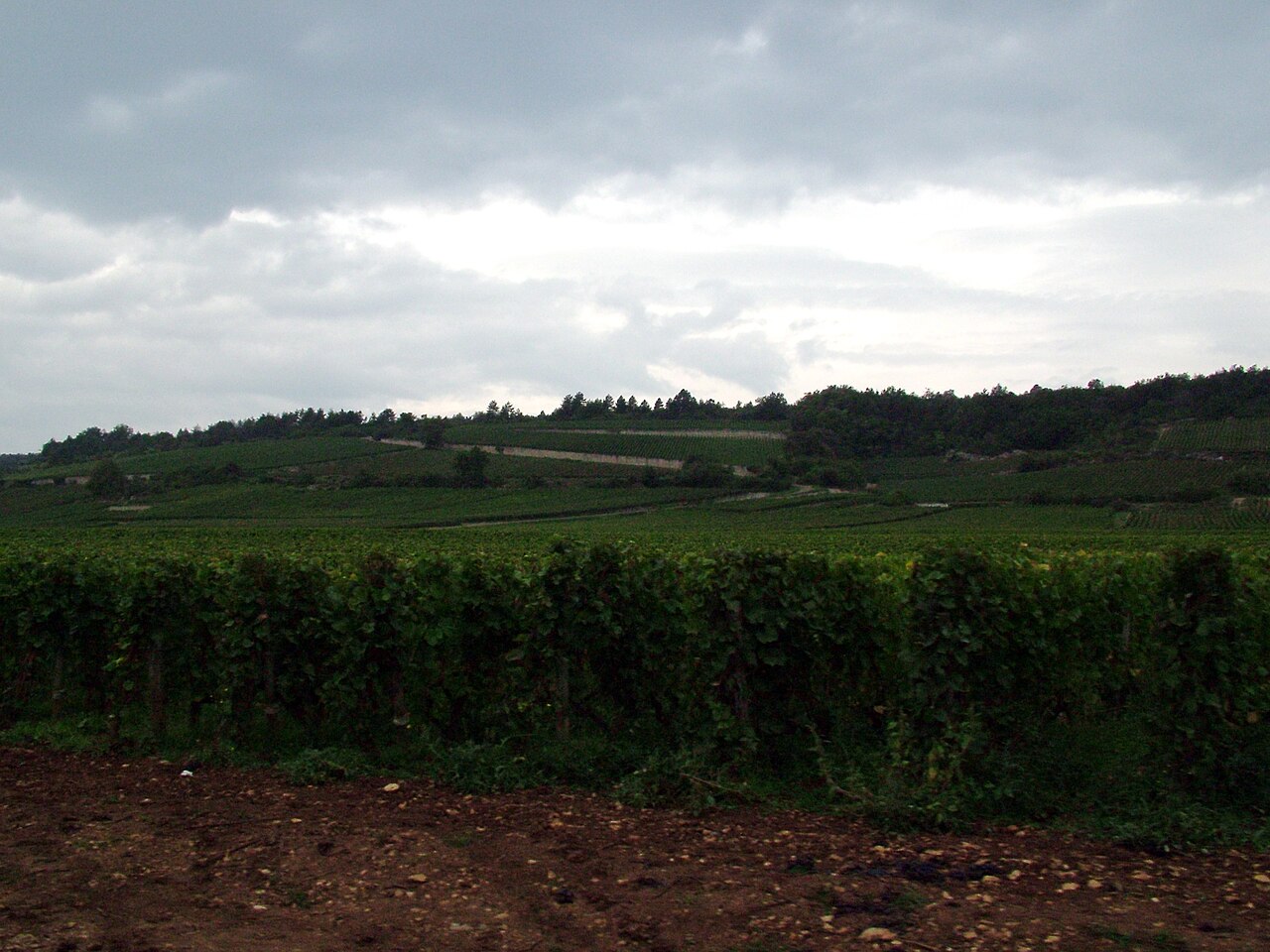 Paisagem de vinhas na Borgonha, França.